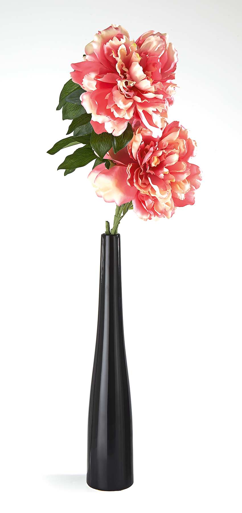Two Peonys In Black Vase Two Peonys In Black Vase